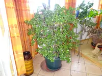 DSC00130.webp