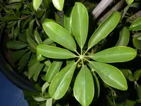 8_Blaetter_Fingeralralie (1).webp