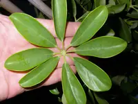 8_Blaetter_Fingeralralie (2).webp