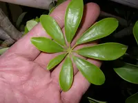 8_Blaetter_Fingeralralie (3).webp