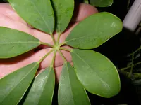 8_Blaetter_Fingeralralie (4).webp