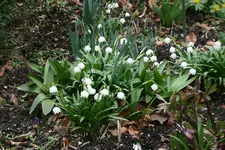 frühling5219.webp