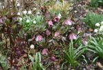 frühling5319.JPG