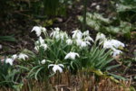 frühling5419.JPG