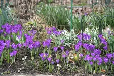 frühling5519.webp