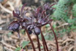 Helleborus3619.JPG
