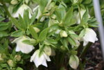 Helleborus3719.JPG