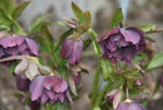 Helleborus3819.JPG