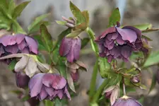 Helleborus3819.webp