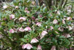 Helleborus3919.JPG