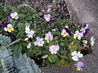 VeilchenA (8).webp