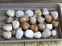 Schneckenhäuser.webp