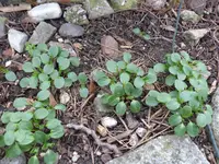 P1380301.webp