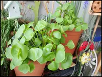 c078.webp