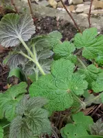 20190316_160712.webp