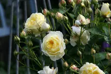 Rose The Pilgrim0115.webp