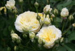 Rose The Pilgrim1318.JPG