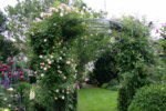 Rosenbogen0707b.jpg