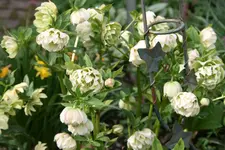Helleborus2917.webp