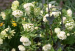 Helleborus2917.JPG