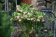 Helleborus0416.webp