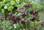 Helleborus3217.JPG