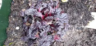 5a.webp
