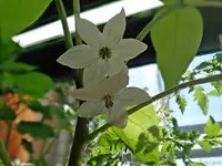 c084.webp