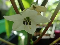 c085.webp