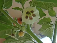c086.webp