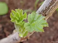 c091.webp