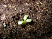 3_Blatt_Keim_Echinacea (1).webp
