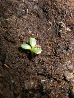 3_Blatt_Keim_Echinacea (2).webp