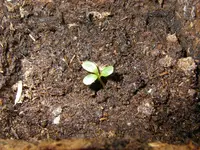 3_Blatt_Keim_Echinacea (3).webp