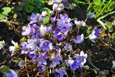 Frühling in Sicht 15.webp