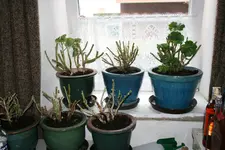 Geranien0119.webp