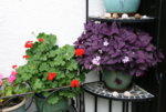 Pelargonie2717.JPG