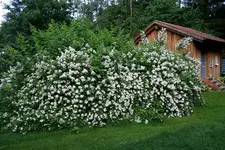 Multiflora0407.webp