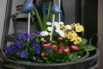 frühling3117.JPG