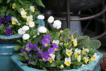 frühling3217.JPG