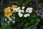frühling3417.JPG