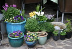 frühling3517.JPG