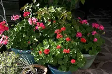 Geranie0207a.webp