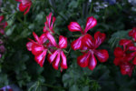 Geranie0211.jpg