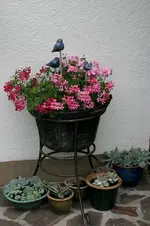Geranie1708b.webp