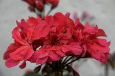 Geranie2608.webp