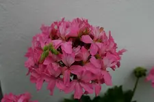 Geranie2808.webp