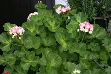 Geranie2908.webp
