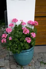 Geranie3108c.webp
