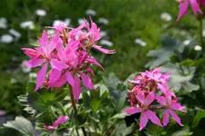 Geranie3210.webp